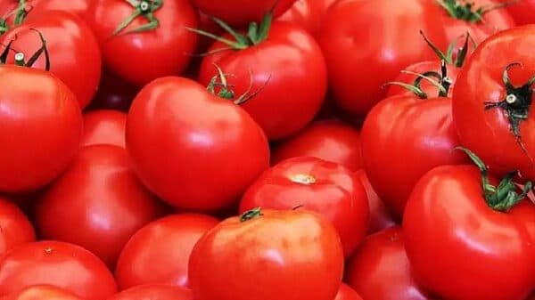 ৪ টাকার টমেটো ঢাকায় এসে হয়ে যায় ৪০-১০০ টাকা