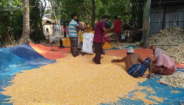আত্রাইয়ে আগামজাতের ভুট্টা কর্তন শুরু, কৃষকের মুখে হাসি