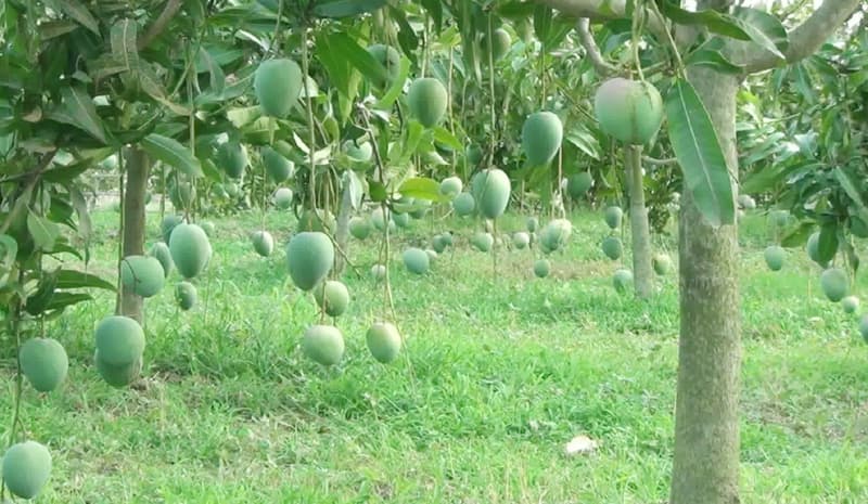 আম উৎপাদনে শীর্ষে উত্তরের জেলা নওগাঁ