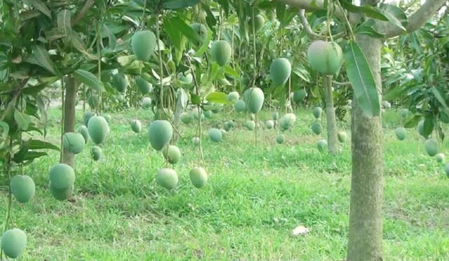 আম উৎপাদনে শীর্ষে উত্তরের জেলা নওগাঁ