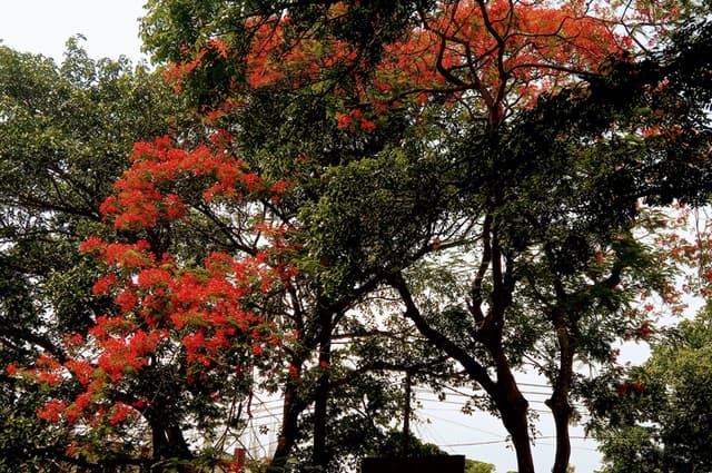 সরাইল উপজেলা সেজে উঠেছে কৃষ্ণচূড়ার লাল ফুলে