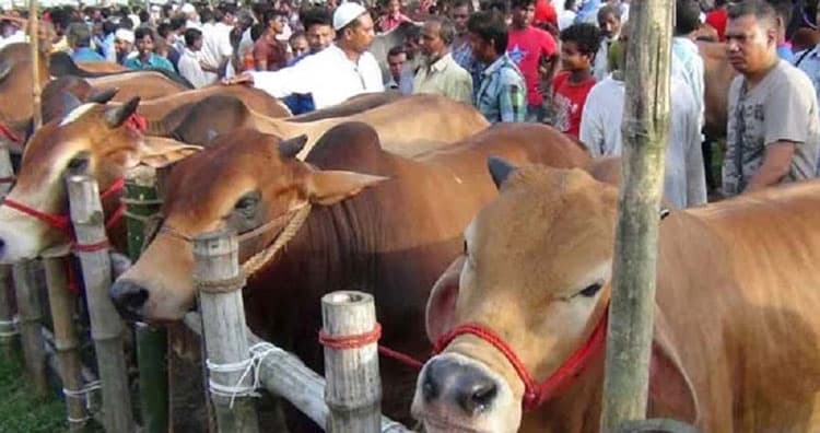 আফতাবনগরে পশুরহাট বসানো যাবে না: হাইকোর্ট