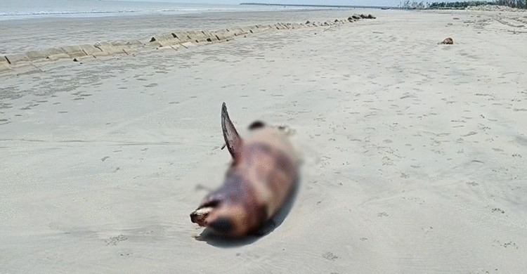 এবার কুয়াকাটা সৈকতে মৃত ডলফিন!