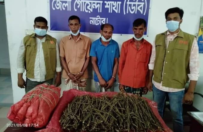 নাটোরে ১০ কেজি গাঁজাসহ ৩ ব্যবসায়ী আটক