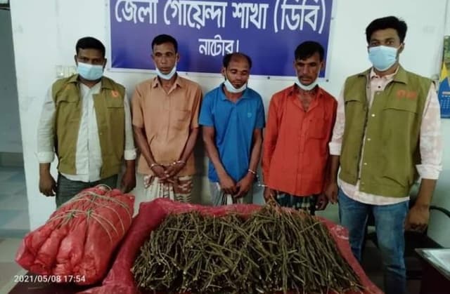 নাটোরে ১০ কেজি গাঁজাসহ ৩ ব্যবসায়ী আটক