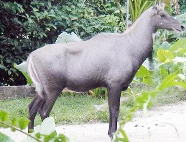 মধুপুর বনাঞ্চল থেকে নীলগাই উদ্ধার