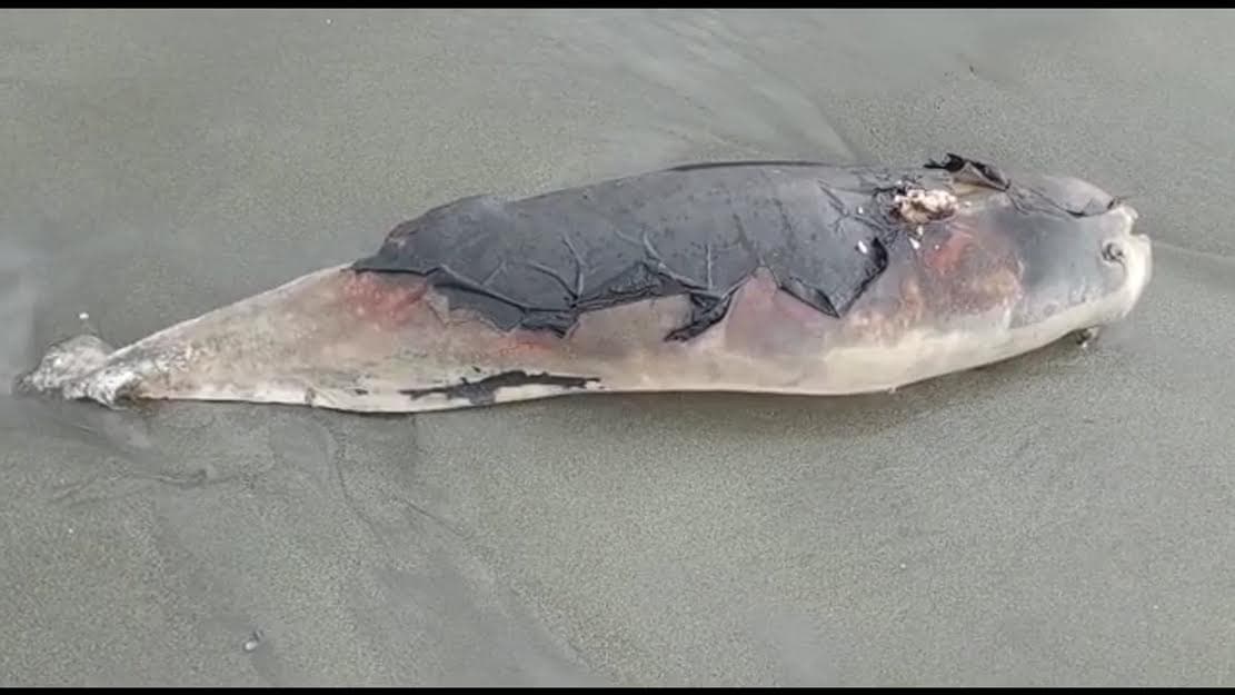 কুয়াকাটায় ভেসে এলো আরও ১ মৃত ডলফিন!