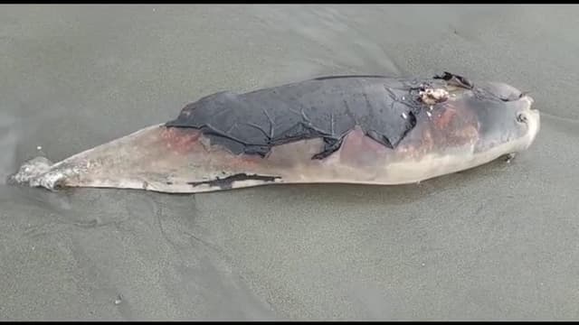 কুয়াকাটায় ভেসে এলো আরও ১ মৃত ডলফিন!