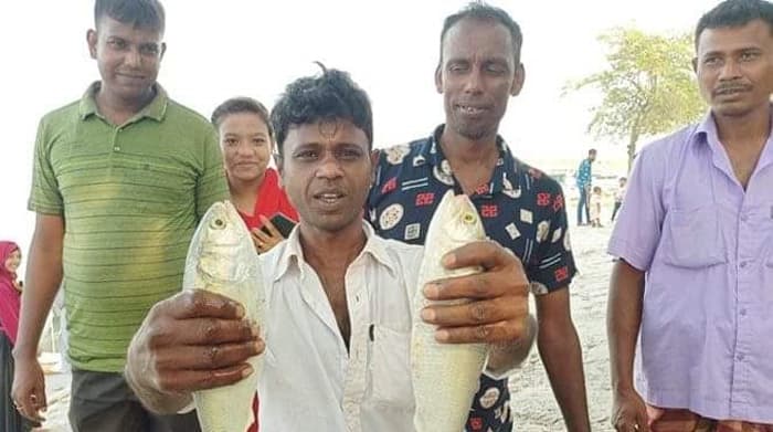 তিস্তায় এবার রুপালি ইলিশ