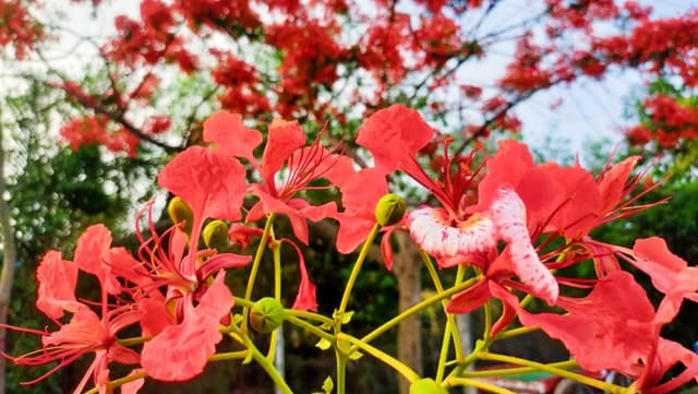 কৃষ্ণচূড়ায় সেজেছে মোংলার মেরিন ড্রাইভ সড়ক, মুগ্ধ দর্শনার্থীরা