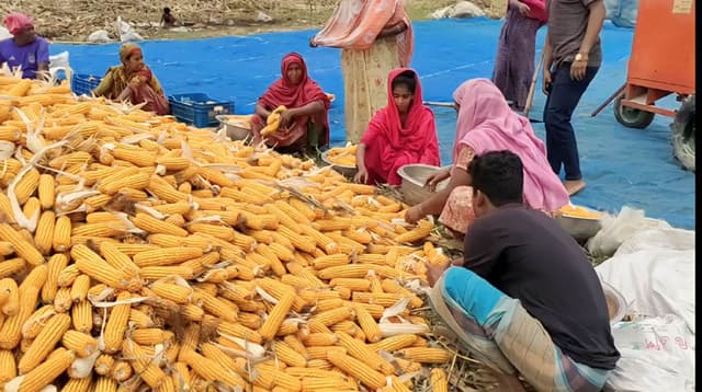ভূঞাপুরের চরাঞ্চলে ভুট্টার বাম্পার ফলন, দাম নিয়ে হতাশ চাষিরা