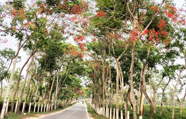 শ্রীমঙ্গলে মুগ্ধতা ছড়াচ্ছে গ্রীষ্মকালীন কৃষ্ণচূড়া