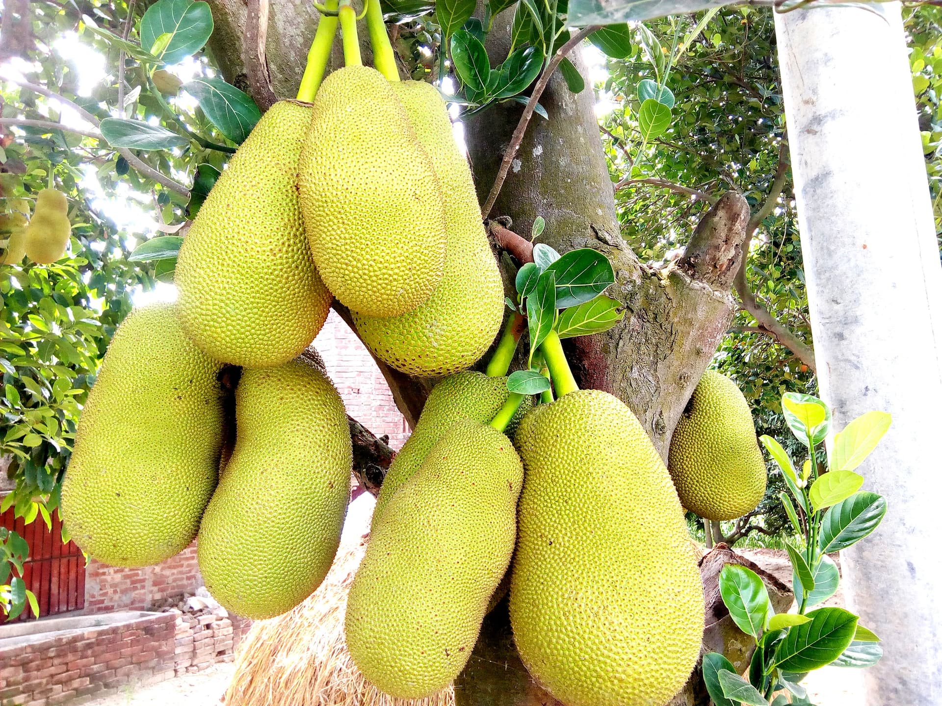 আত্রাইয়ে গাছে গাছে শোভা পাচ্ছে রসালো ফল কাঁঠাল