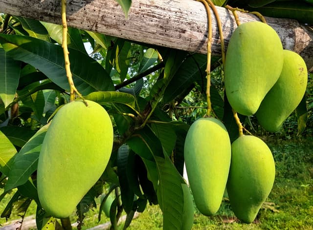 নওগাঁয় ২৫ মে থেকে পাড়া যাবে আম