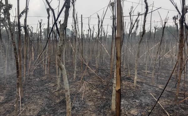 বড়াইগ্রামে আগুনে পুড়ল ৩০ বিঘা পানের বরজ