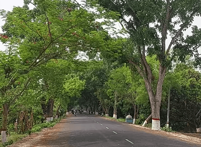 মেহেরপুরে সওজের বলি হচ্ছে জেলা পরিষদের ১৪৪০টি গাছ