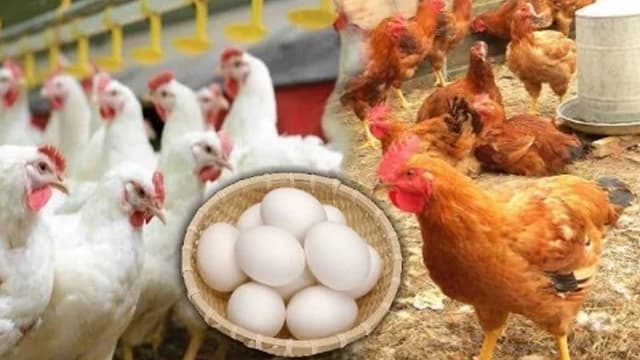 অবৈধ মজুতে ডিম-মুরগির বাজারে অস্থিরতা, বিপাকে ক্রেতারা