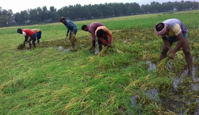 নওগাঁয় শ্রমিক সংকট! অন্যদিকে বৈরি আবহাওয়া: শঙ্কিত কৃষক
