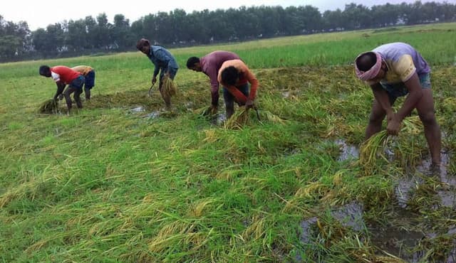 নওগাঁয় শ্রমিক সংকট! অন্যদিকে বৈরি আবহাওয়া: শঙ্কিত কৃষক