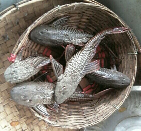 হিজলায় মাছ বাজারে সাকার ফিশ