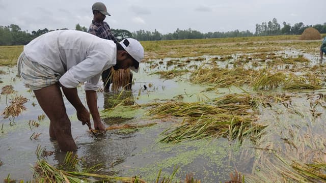 শ্রমিক সংকটে খেতেই পচে যাচ্ছে স্বপ্নের ধান