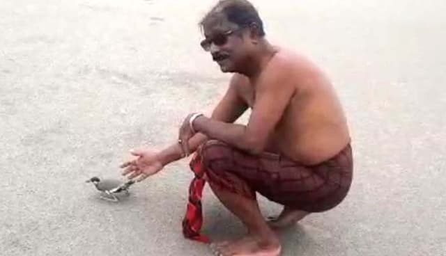 মুক্ত আকাশে ডানা মেলে আপন নীড়ে হট্টিটির ছানা