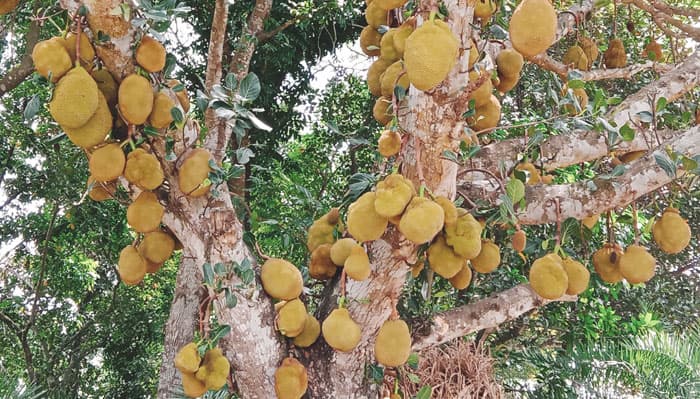 মেহেরপুরে গাছে গাছে শোভা পাচ্ছে কাঁঠাল
