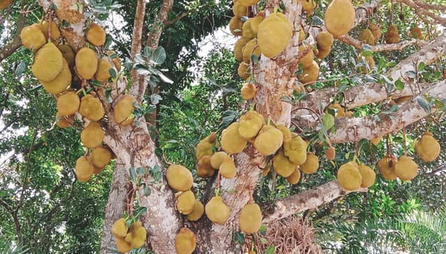 মেহেরপুরে গাছে গাছে শোভা পাচ্ছে কাঁঠাল
