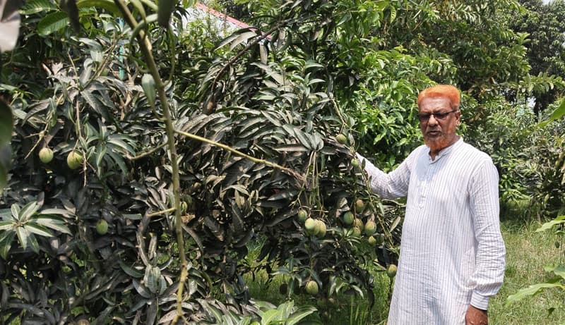 পাঁচবিবিতে তীব্র তাপদাপে ঝড়ছে আমের গুটি, হতাশায় কৃষক