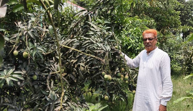 পাঁচবিবিতে তীব্র তাপদাপে ঝড়ছে আমের গুটি, হতাশায় কৃষক