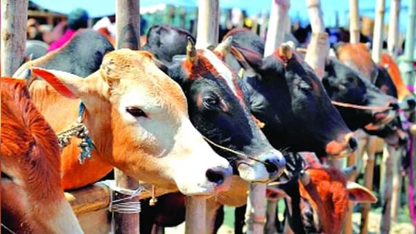 ঢাকায় ১৭ স্থানে বসবে অস্থায়ী পশুর হাট