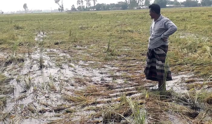 বৃষ্টির পানিতে তলিয়েছে ধান, হিলিতে বাড়ছে কৃষকের দুশ্চিন্তা