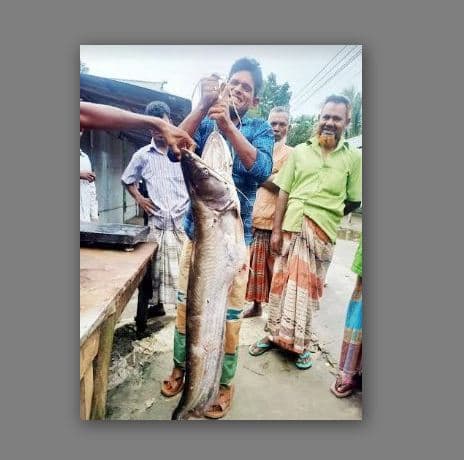 তিস্তায় ধরা পড়ল ১৭ কেজি ওজনের বোয়াল!