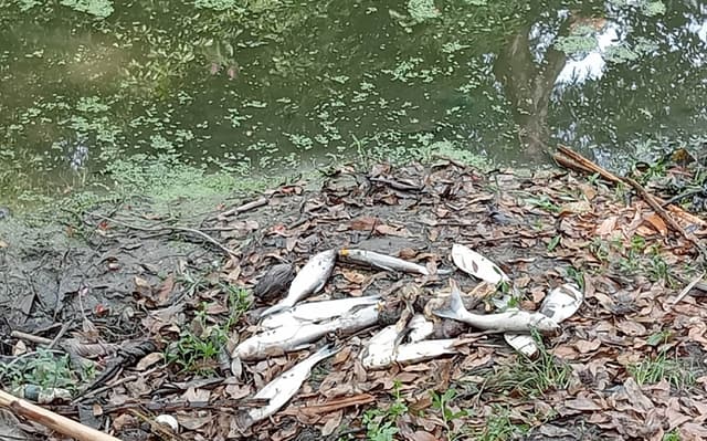 ডাসারে পূর্বশত্রুতার জেরে পুকুরে বিষ ঢেলে মাছ নিধনের অভিযোগ