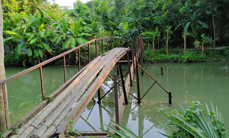 বরগুনায় সেতুতে সুপারি গাছ দিয়ে চলাচল !