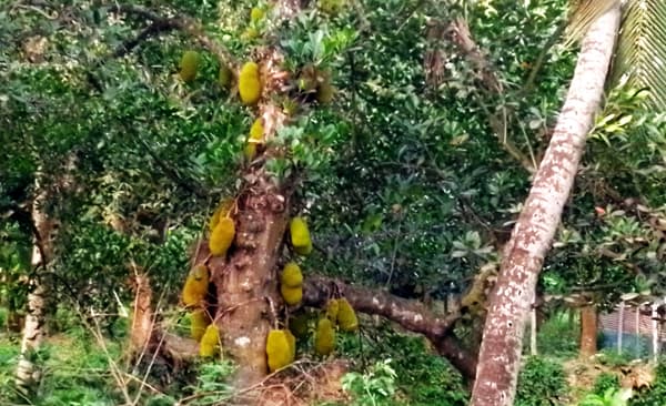 গাছে ঝুলছে কাঁঠাল, নেই পরামর্শ ও পরিচর্চা!