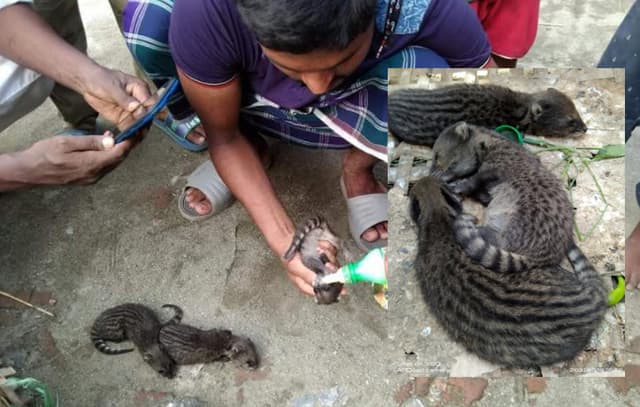 পঞ্চগড়ে গন্ধগোকুলের ছানা উদ্ধার