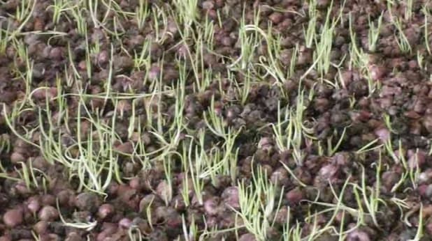 হিলি স্থলবন্দরের গুদামে পচে যাচ্ছে পেঁয়াজ গজিয়েছে অঙ্কুর