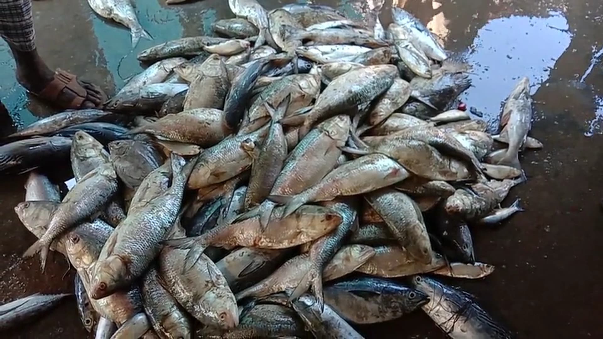 আজ থেকে শুরু ৬৫ দিনের মৎস্য আহরনে নিষেধাজ্ঞা