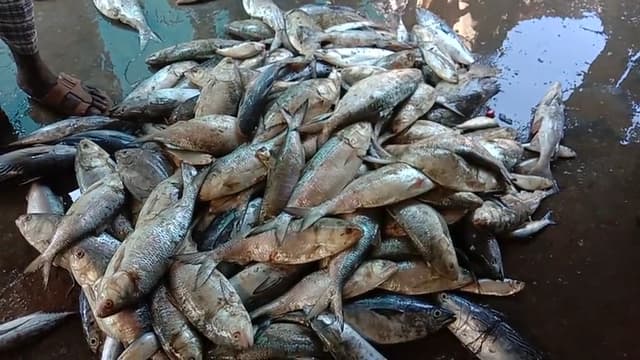 আজ থেকে শুরু ৬৫ দিনের মৎস্য আহরনে নিষেধাজ্ঞা