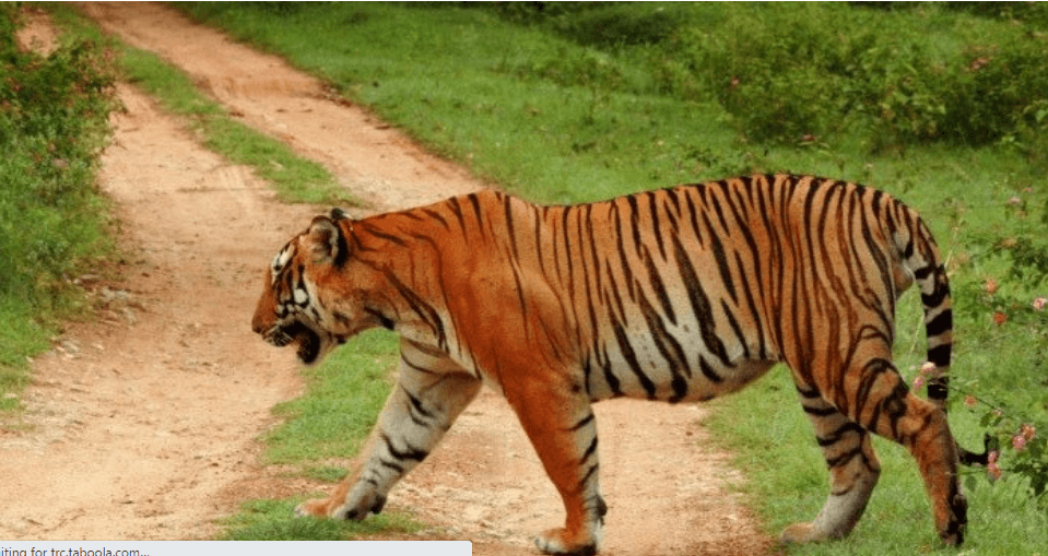 সঙ্গীর খোঁজে বাংলাদেশ অংশ থেকে ভারত যাচ্ছে সুন্দরবনের বাঘ