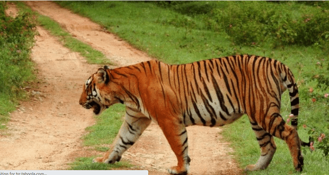 সঙ্গীর খোঁজে বাংলাদেশ অংশ থেকে ভারত যাচ্ছে সুন্দরবনের বাঘ