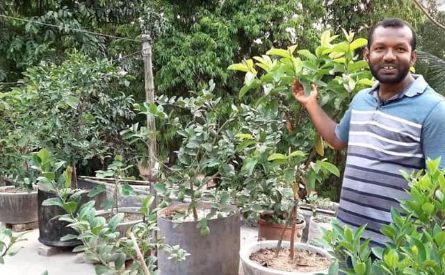 কালীগঞ্জের শিক্ষক মাসুদ বাড়ির ছাদে নার্সারী করে সফল
