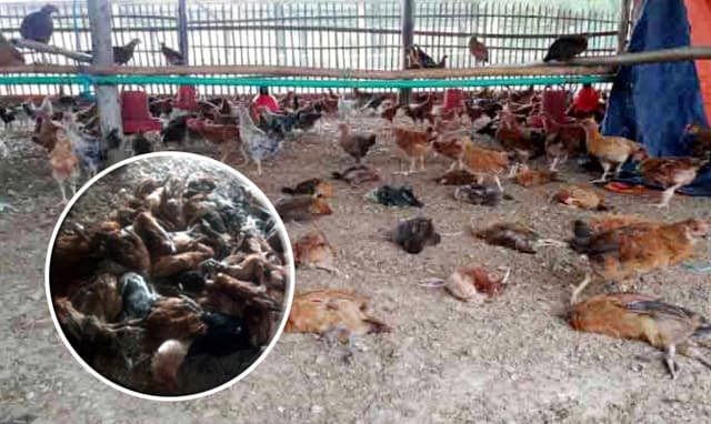 লাভের অর্ধেক দিলে মিলবে পরামর্শ; মারা গেল ১২হাজার মুরগী