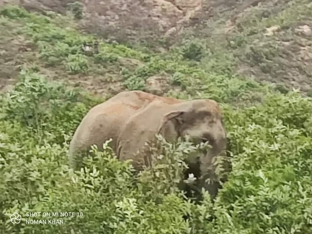 খাদ্যভাবে পথ হারিয়ে উখিয়ার লোকালয়ে বন্যহাতি!