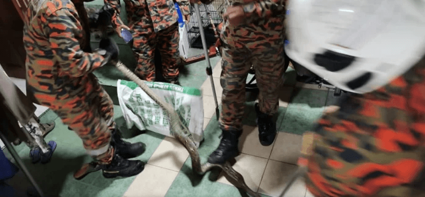 টয়লেটে বসে মোবাইলে গেম খেলার সময় পশ্চাদ্দেশে সাপের দংশন