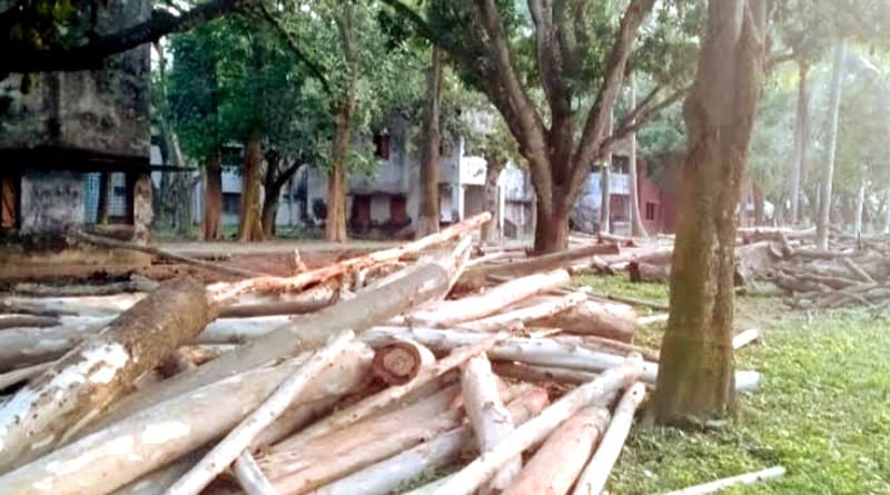 হিলিতে সরকারি জায়গার গাছ কর্তনের অভিযোগ, মামলা দায়ের