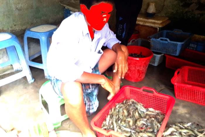 আশাশুনিতে চিংড়িতে অপদ্রব্য পুশ, দেখার কেউ নেই!