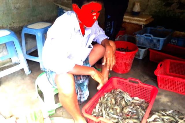 আশাশুনিতে চিংড়িতে অপদ্রব্য পুশ, দেখার কেউ নেই!