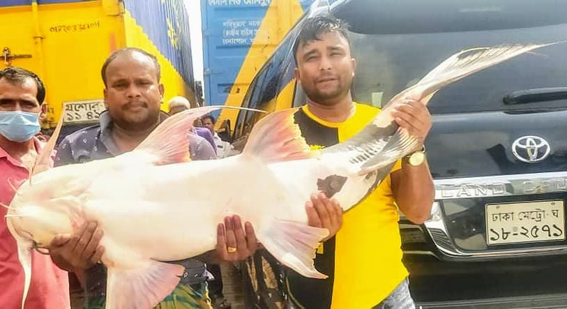 এক বাগাইড় ৪৪ হাজারে বিক্রি